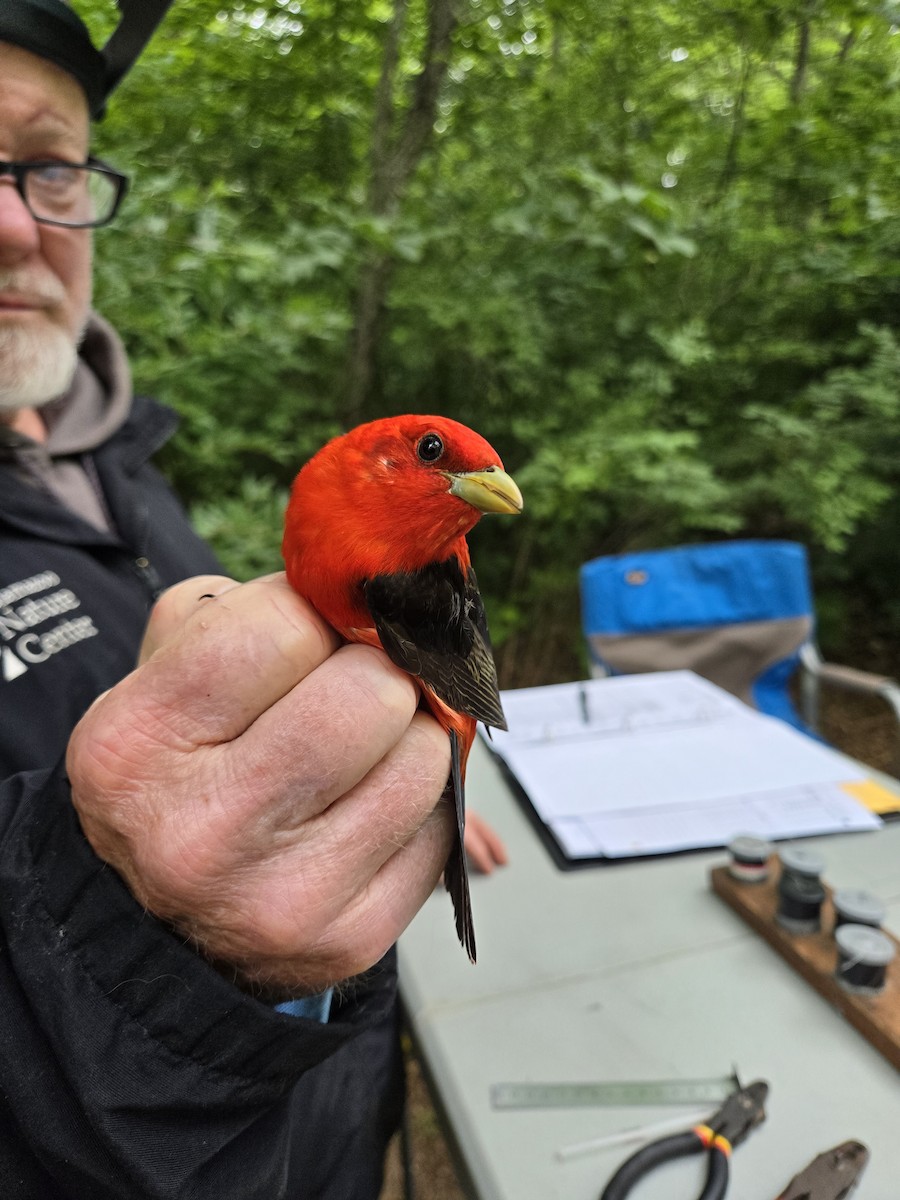 Scarlet Tanager - ML620507893