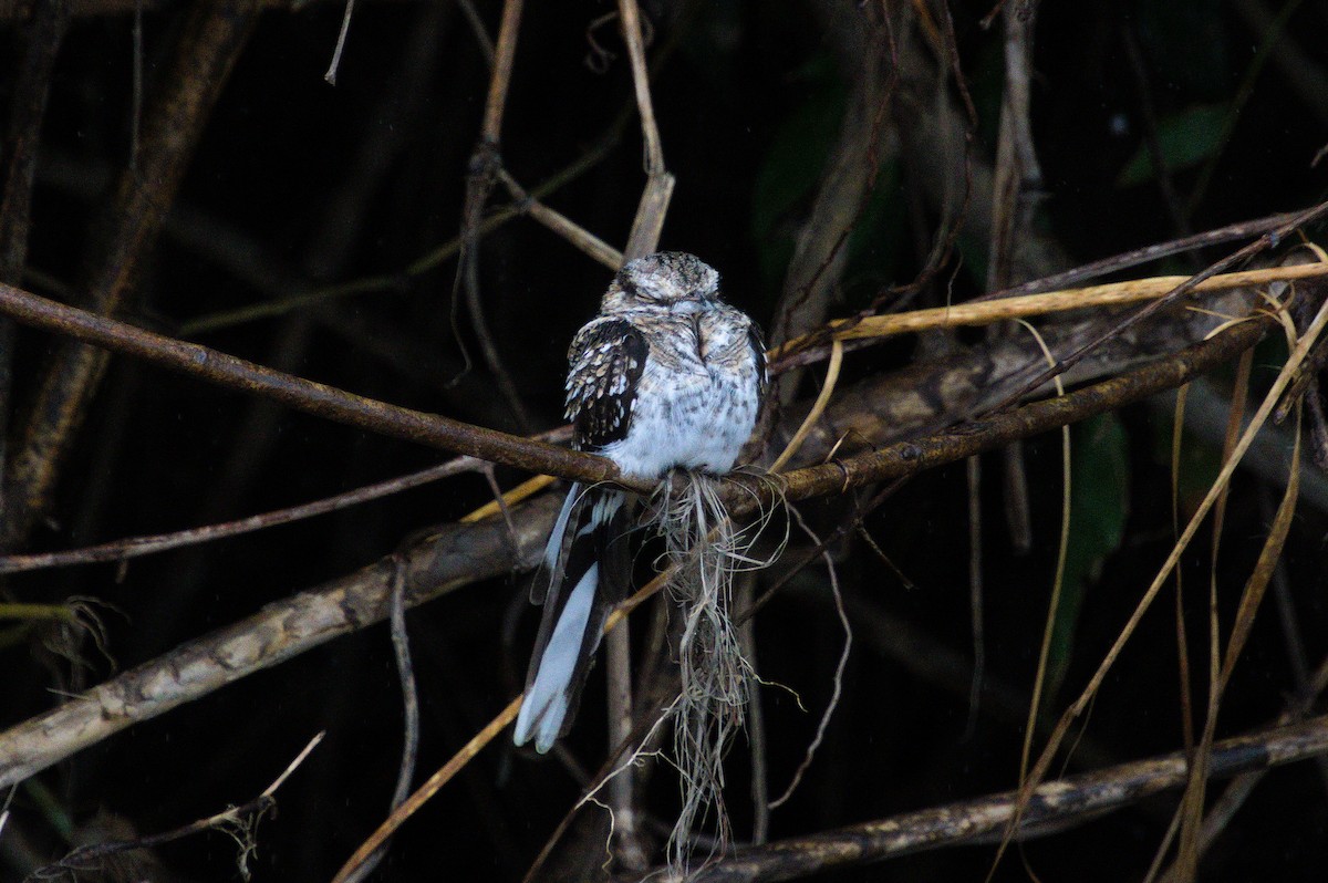 Ladder-tailed Nightjar - ML620507896