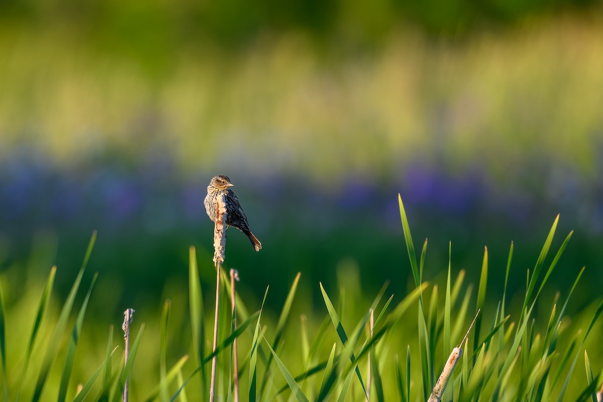 Red-winged Blackbird - ML620507905