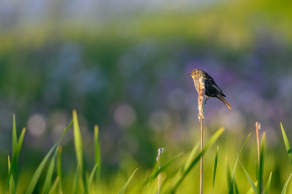 Red-winged Blackbird - ML620507906