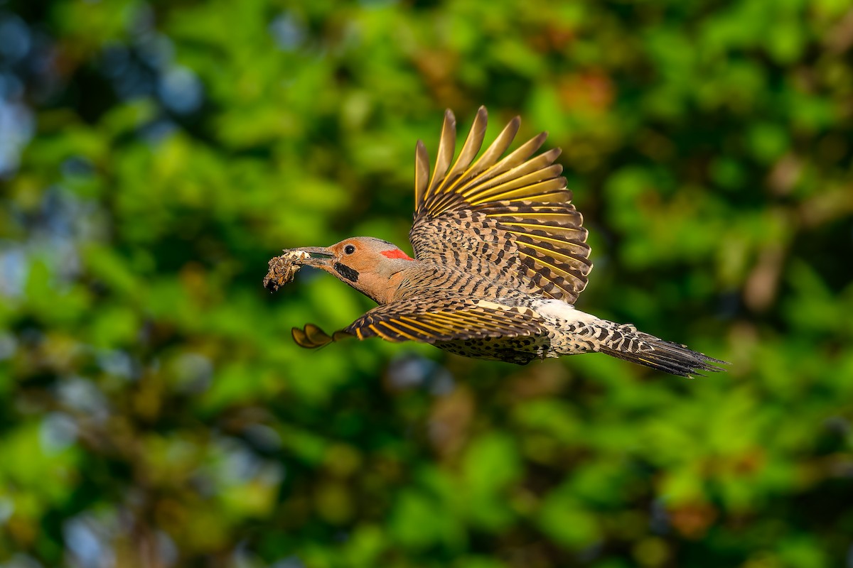 Northern Flicker - ML620507912