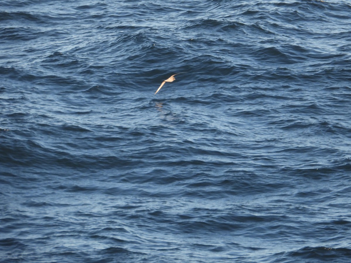 Murphy's Petrel - ML620507913