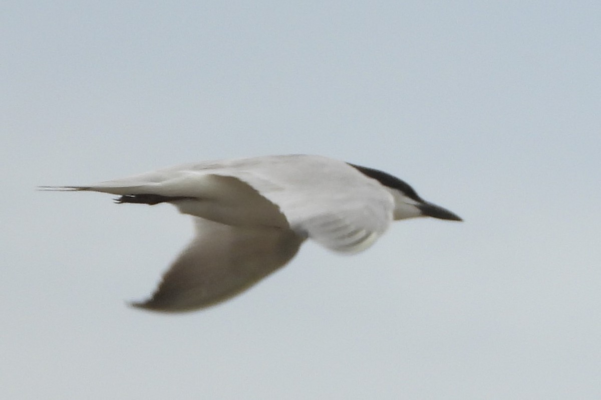 Gull-billed Tern - ML620507914