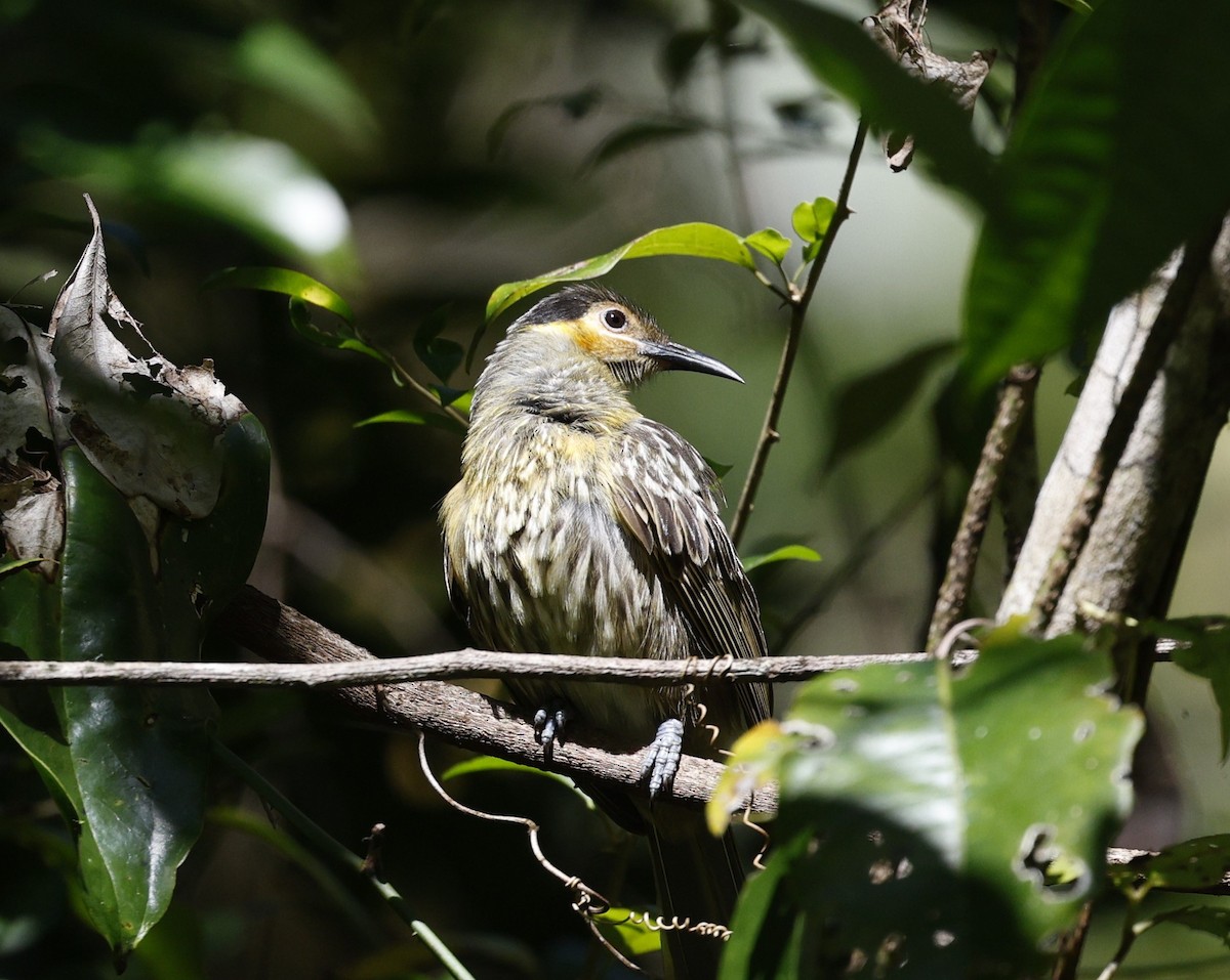 Macleay's Honeyeater - ML620507916