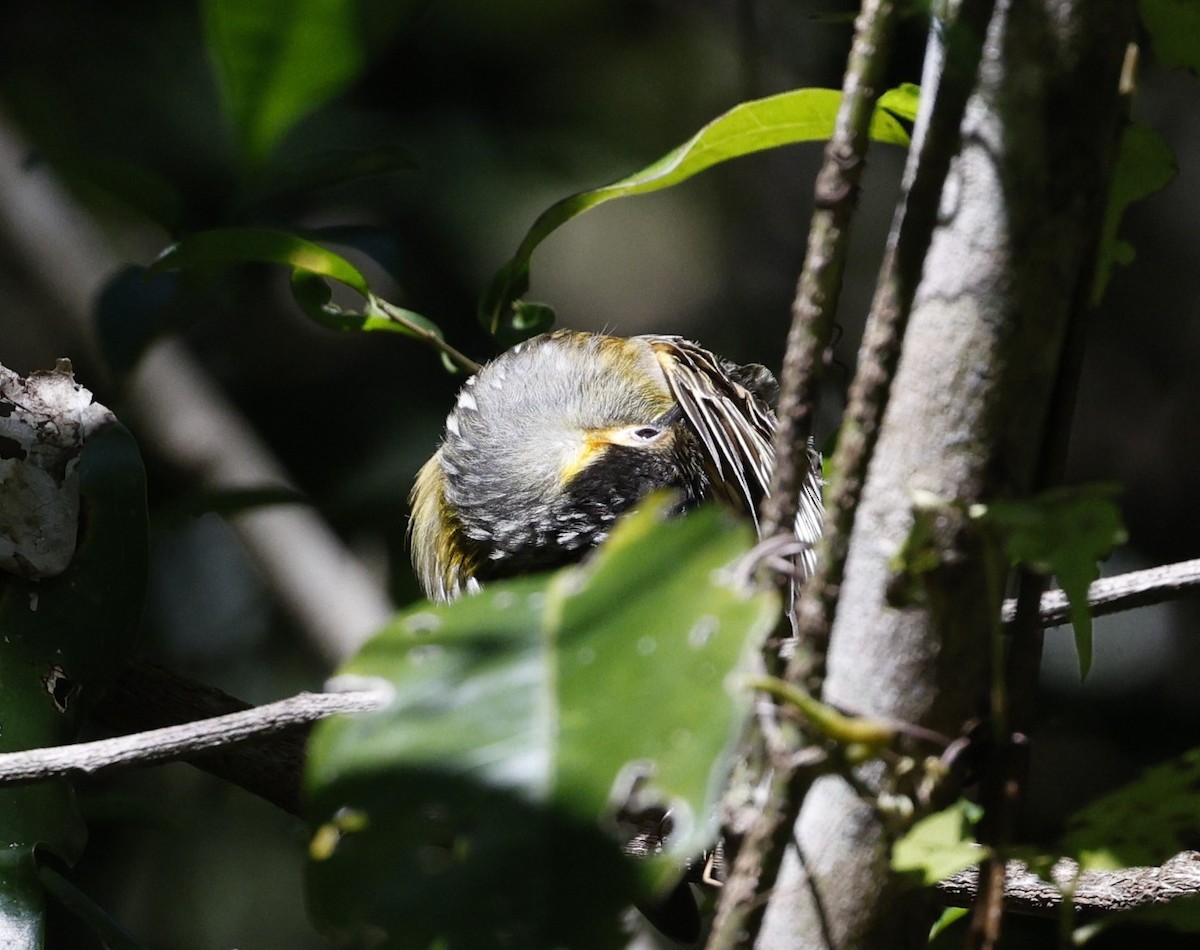 Macleay's Honeyeater - ML620507918