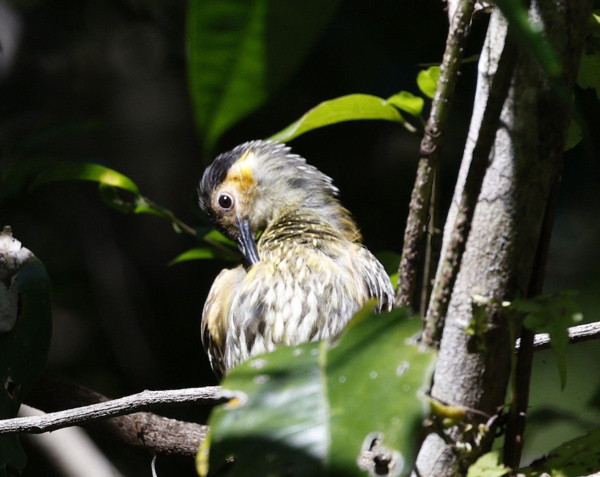 Macleay's Honeyeater - ML620507920