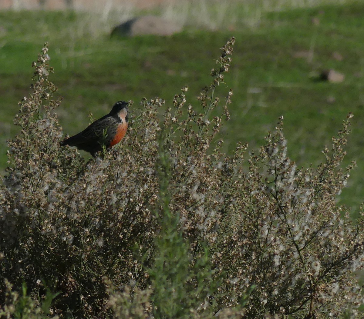 Long-tailed Meadowlark - ML620507921