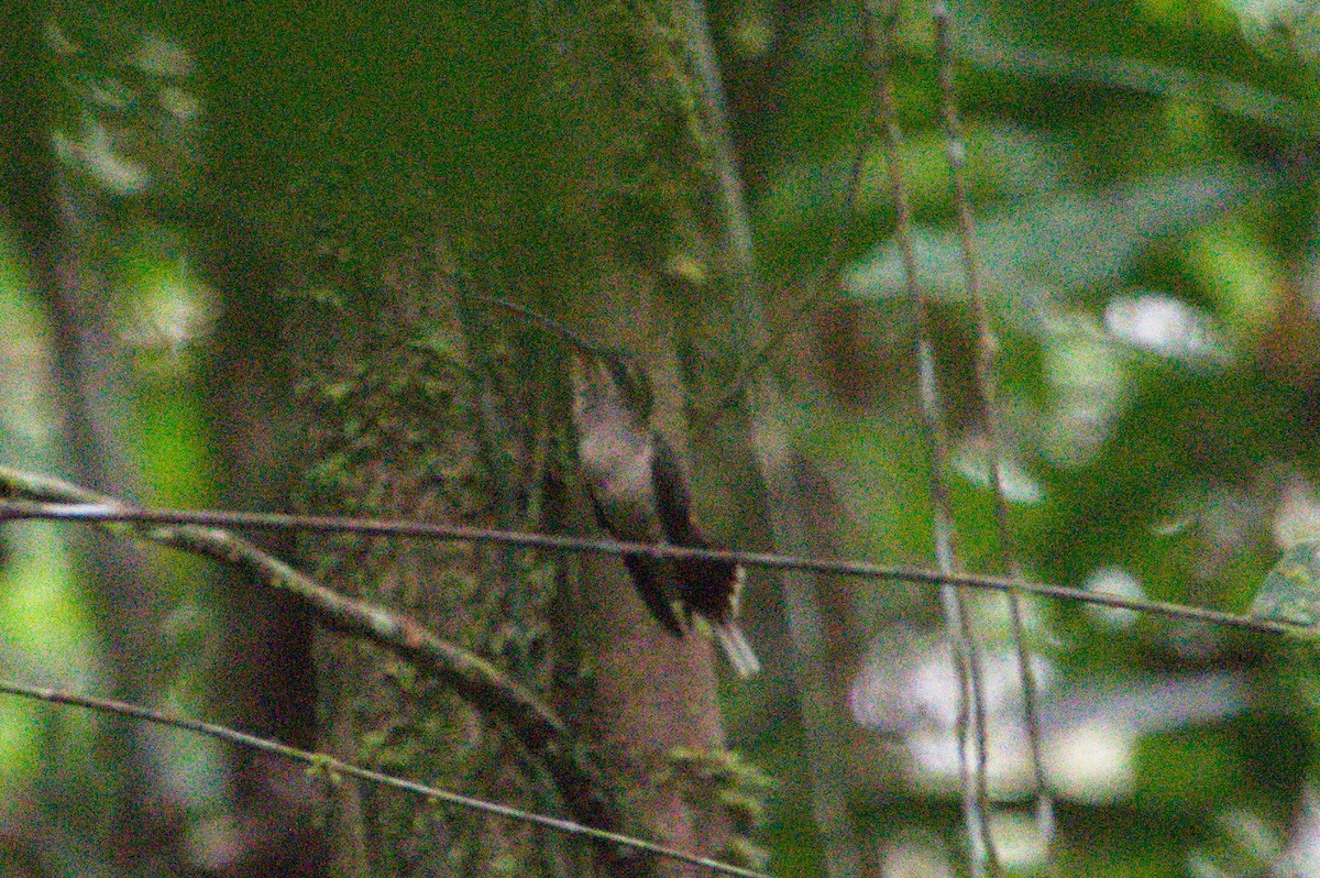 Great-billed Hermit - ML620507924