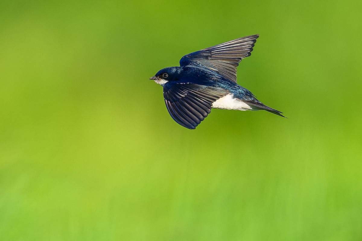 Tree Swallow - ML620507926