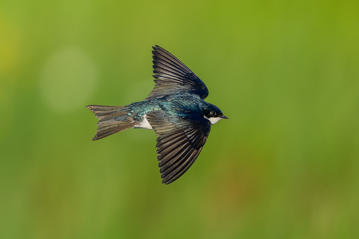 Tree Swallow - Simon Villeneuve