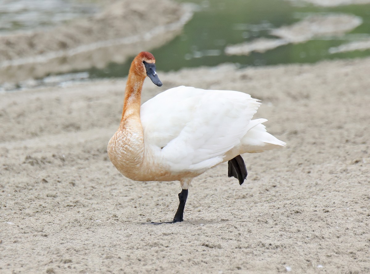 Trumpeter Swan - ML620507933