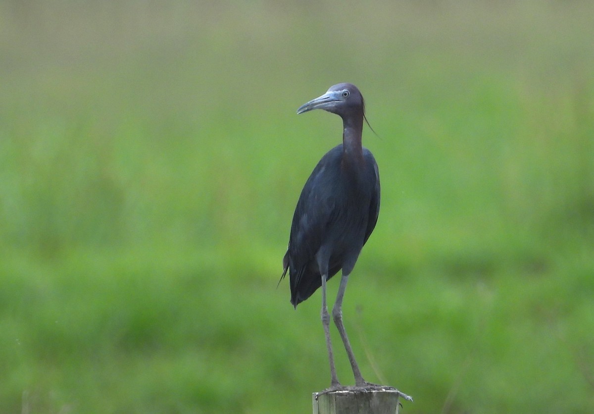 Little Blue Heron - Chuck Hignite