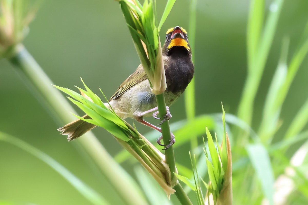 Yellow-faced Grassquit - ML620507946