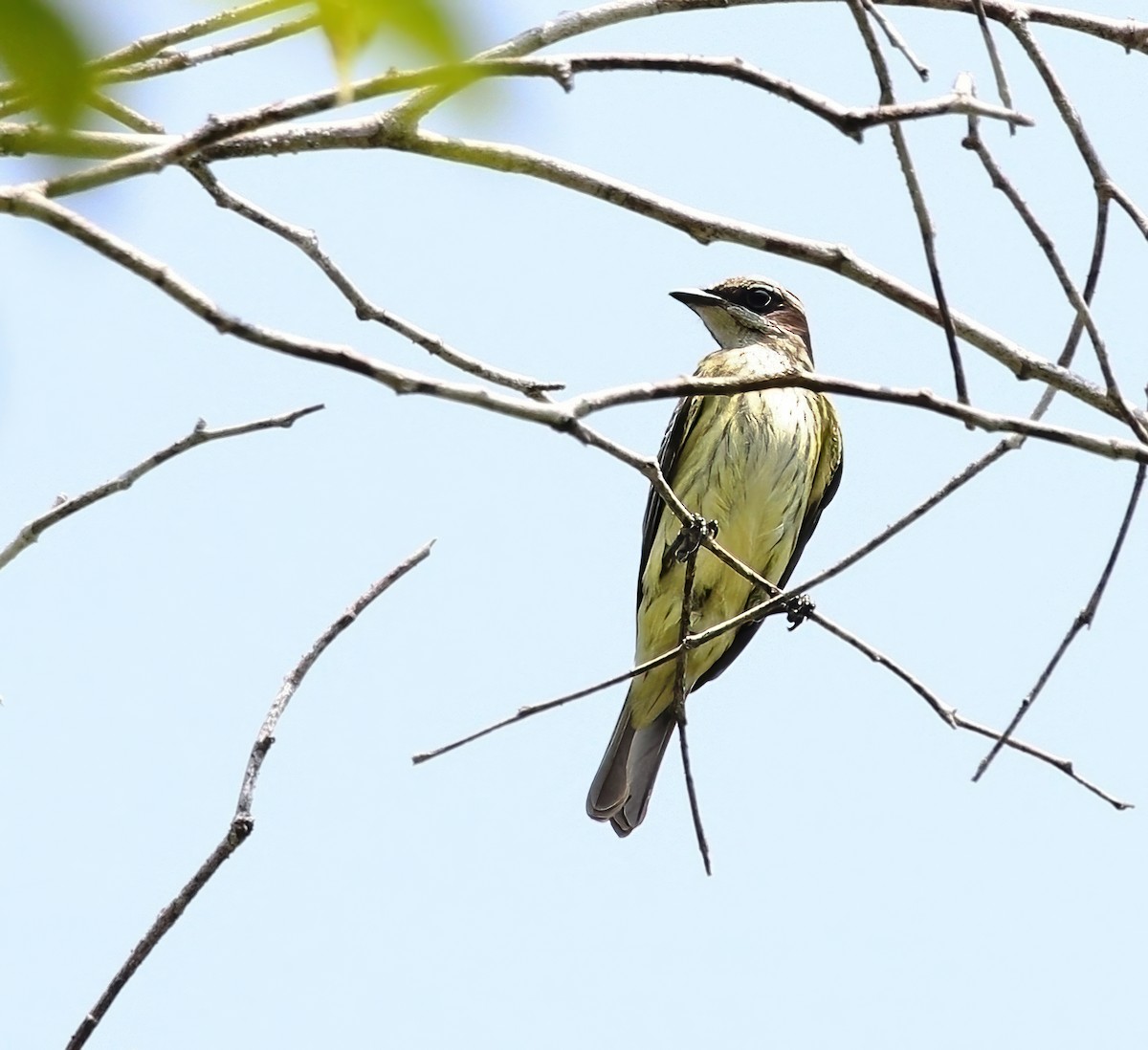 Piratic Flycatcher - ML620507952