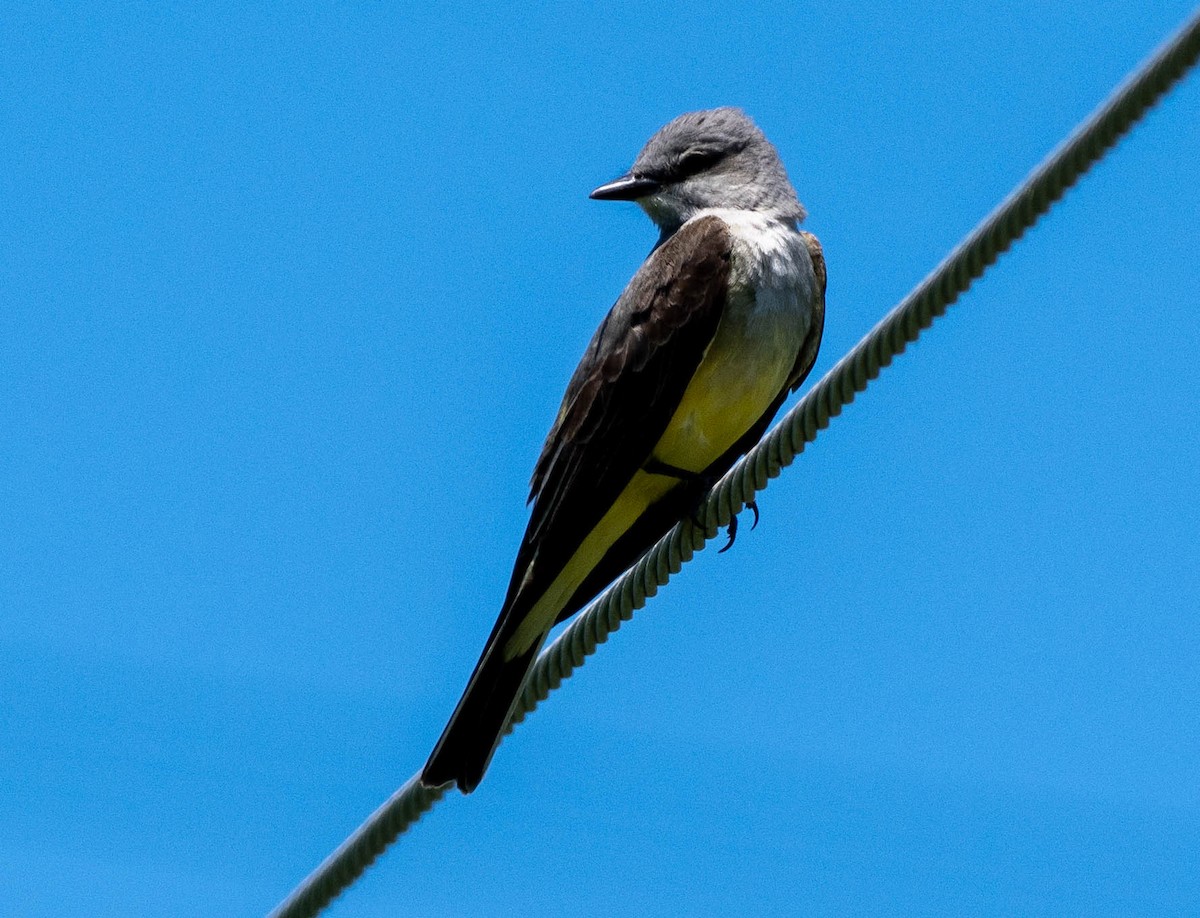 Western Kingbird - Richard Thunen