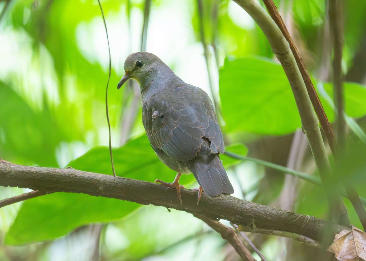 Gray-chested Dove - ML620507960