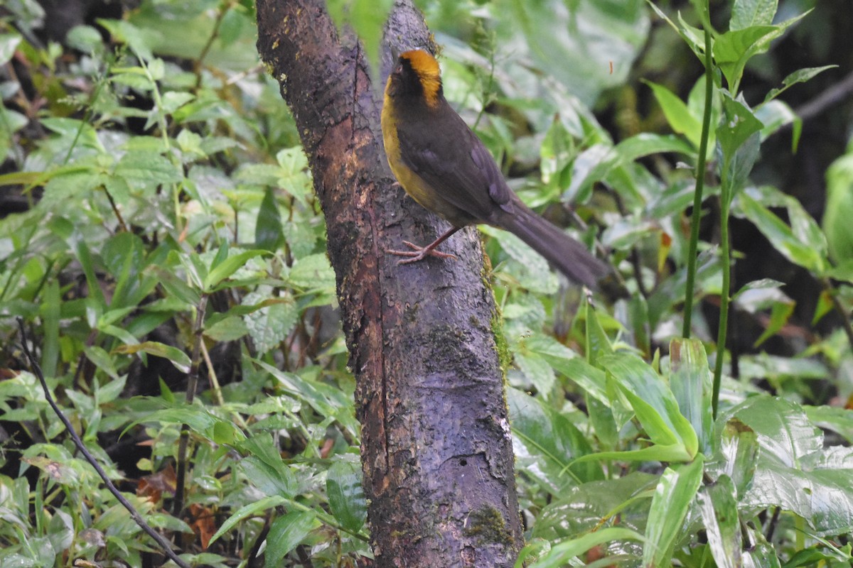 Atlapetes Tricolor (crassus) - ML620507961