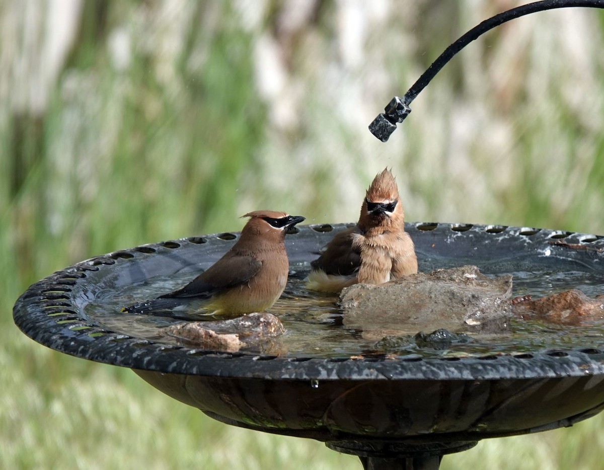 Cedar Waxwing - ML620507964