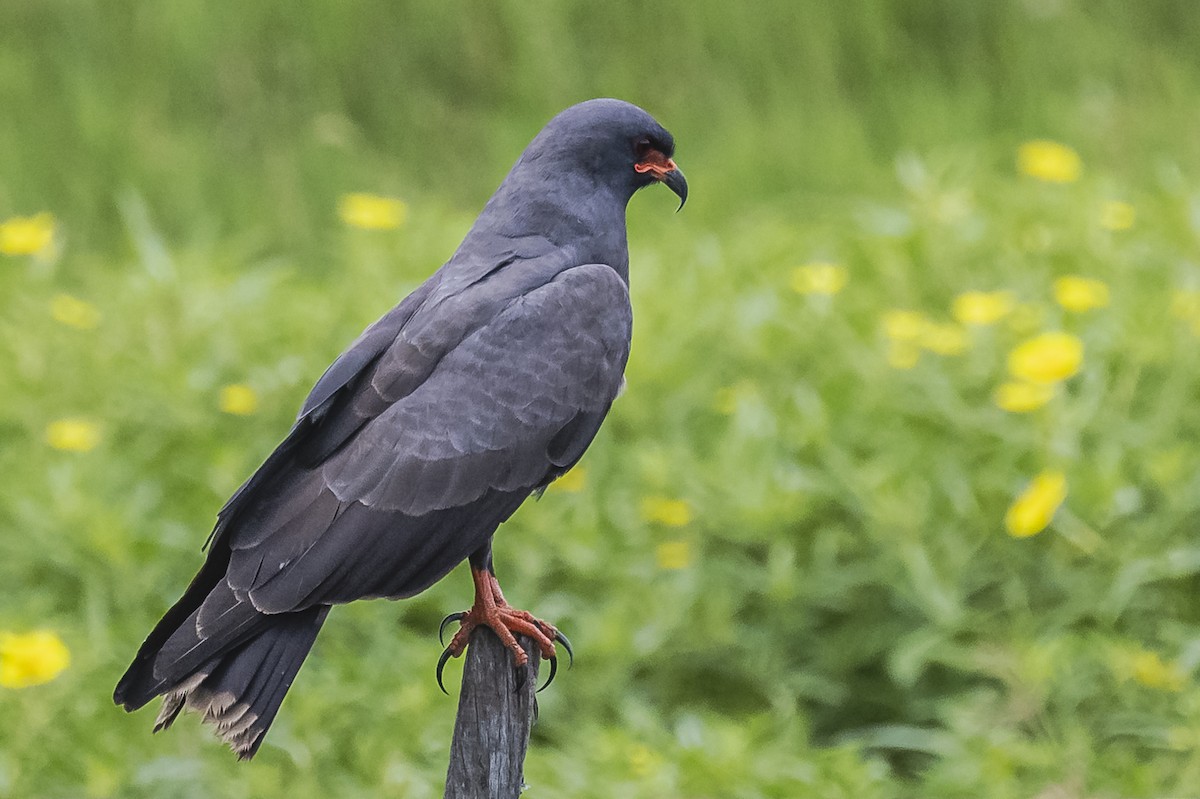 Snail Kite - Amed Hernández