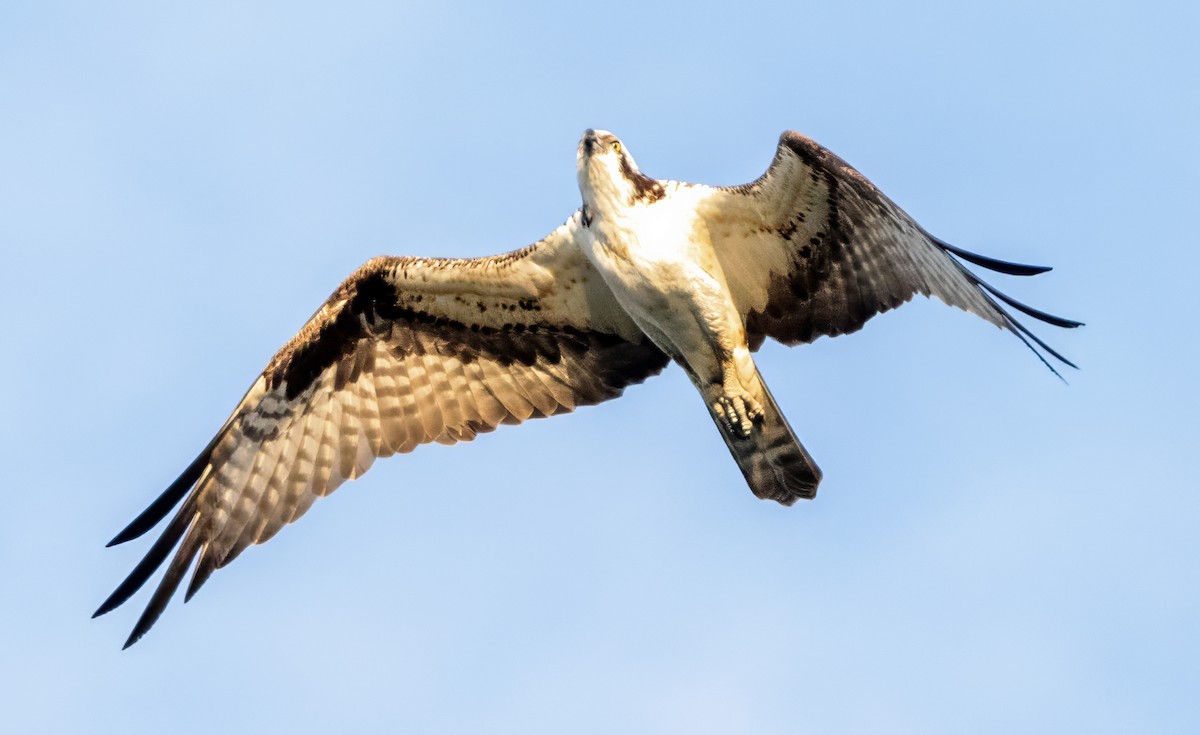 Águila Pescadora - ML620507967