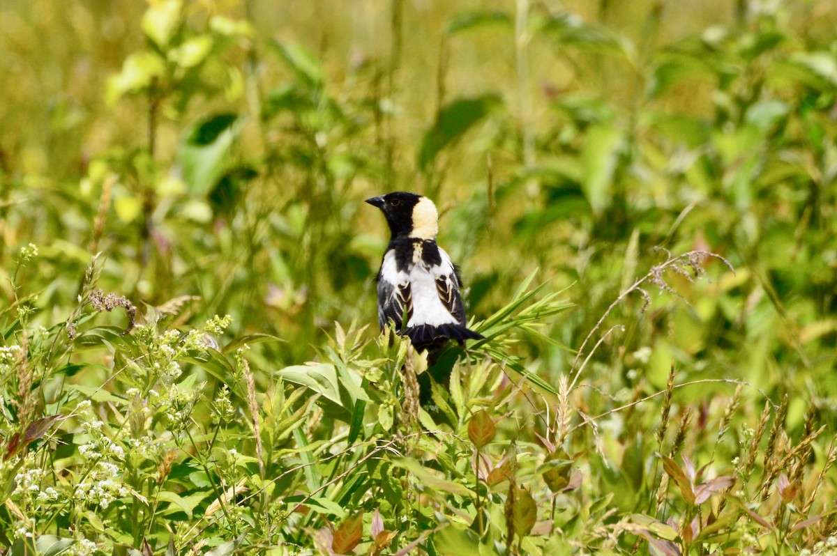 bobolink - ML620507970