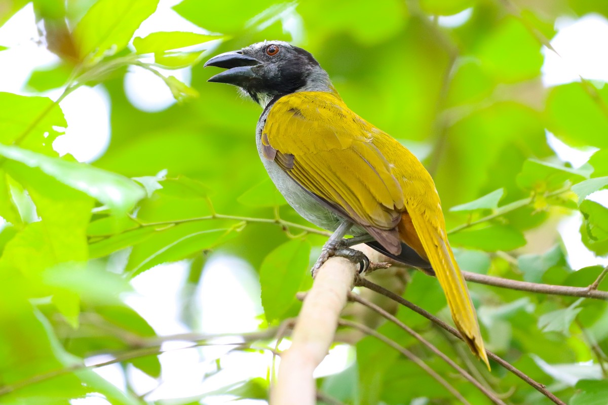 Black-headed Saltator - ML620507973