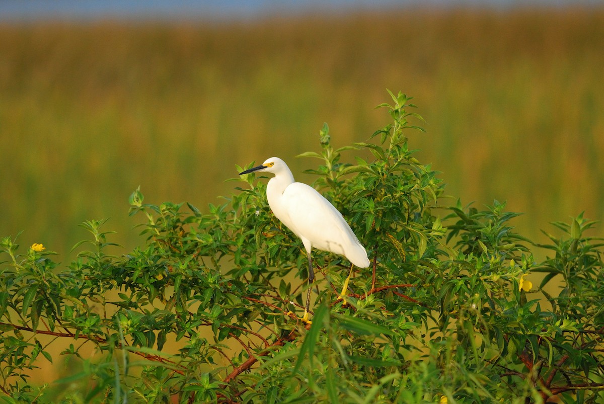 Snowy Egret - ML620507975