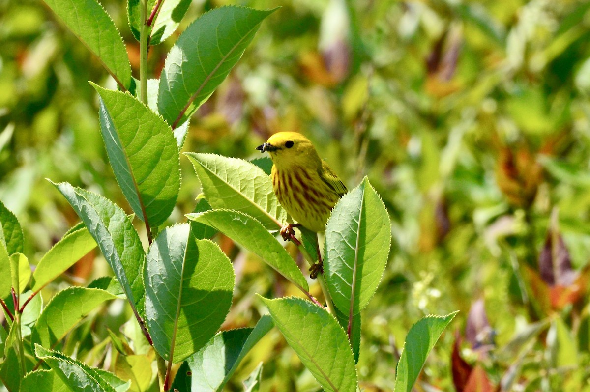 Goldwaldsänger - ML620507977