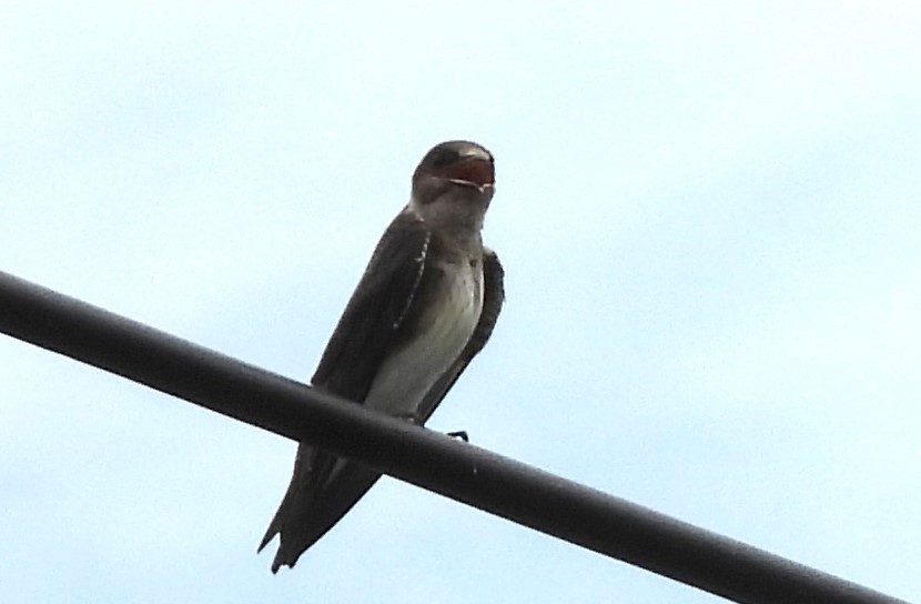 Purple Martin - ML620507984