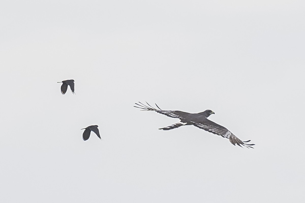 Long-winged Harrier - Amed Hernández