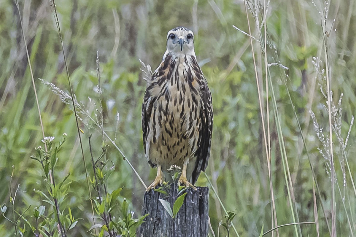 Snail Kite - Amed Hernández