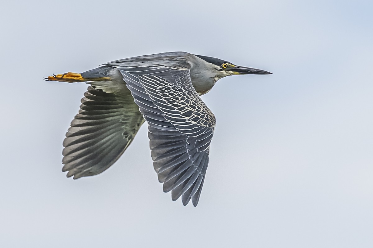 Striated Heron - ML620508004