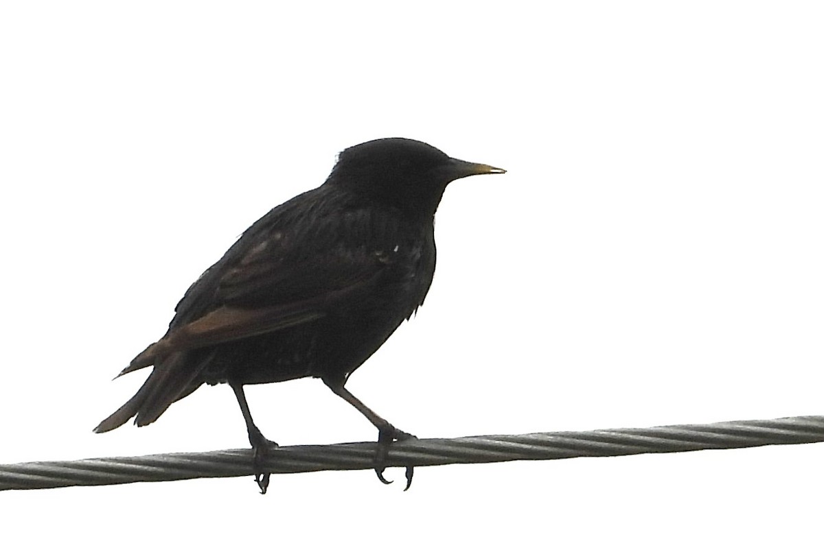 European Starling - ML620508006