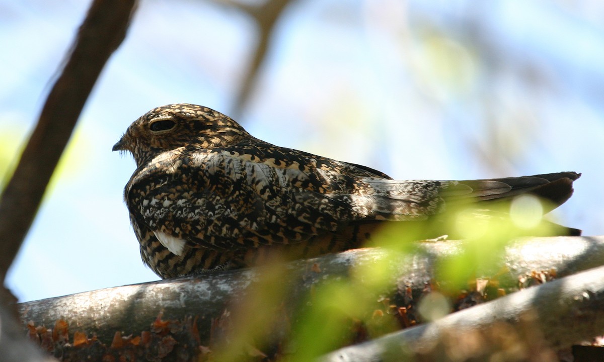 Antillean Nighthawk - ML620508012