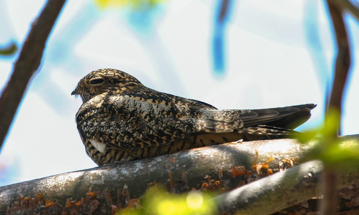 Antillean Nighthawk - ML620508013