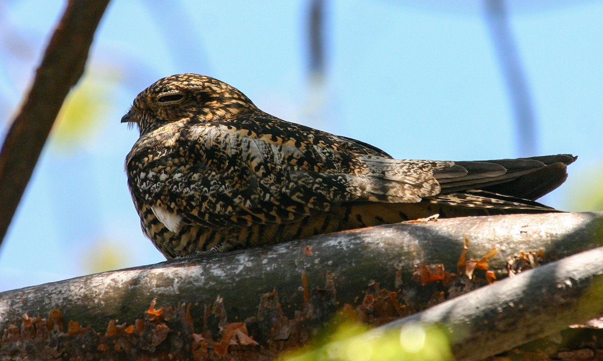 Antillean Nighthawk - ML620508015