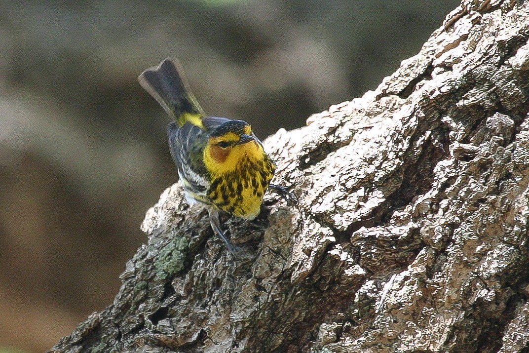 Cape May Warbler - ML620508019