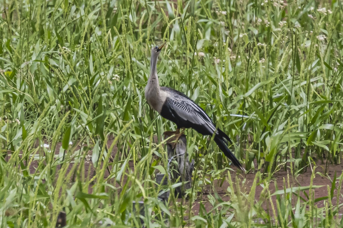 アメリカヘビウ - ML620508021