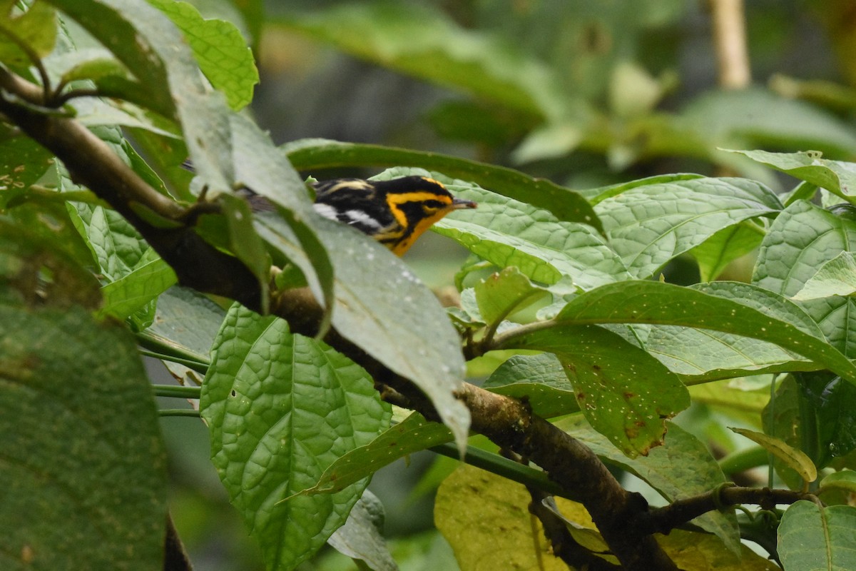 Blackburnian Warbler - ML620508022