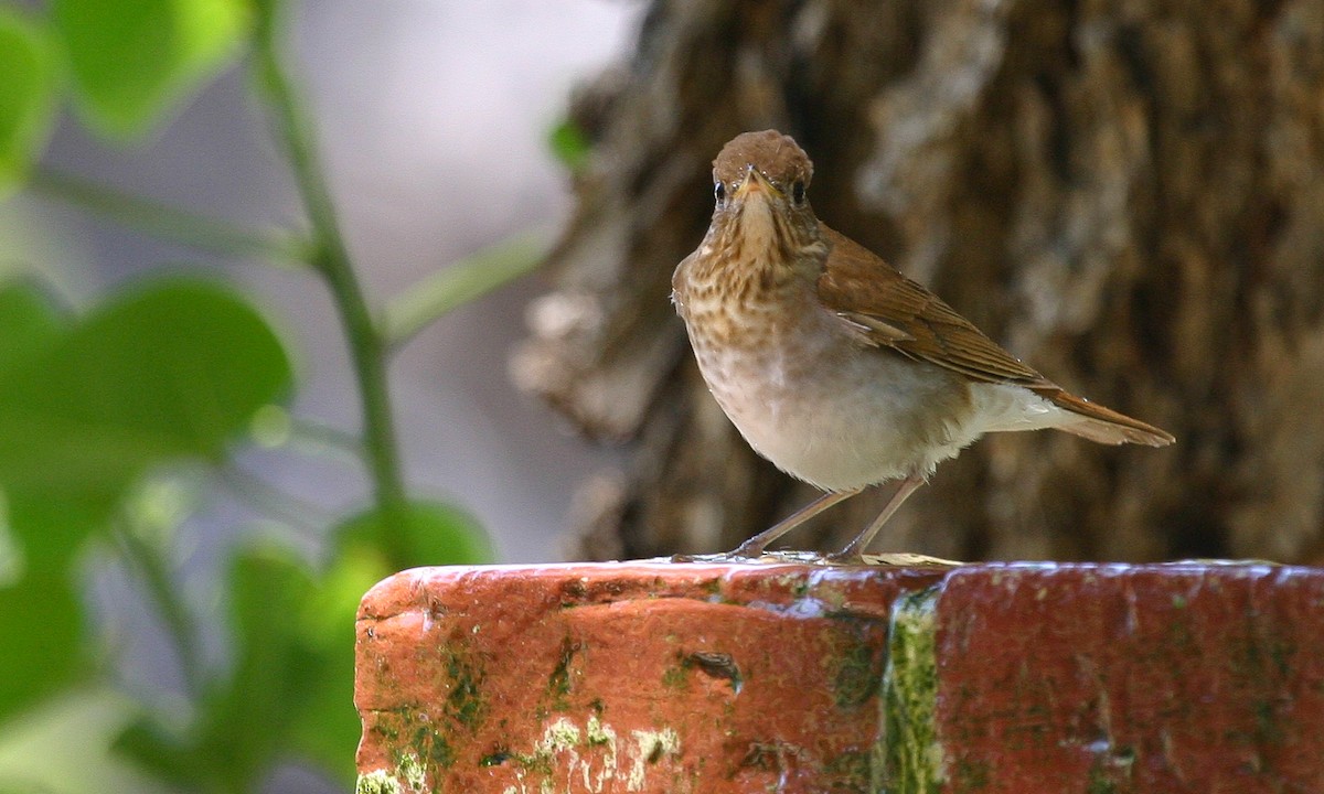 Veery - ML620508025