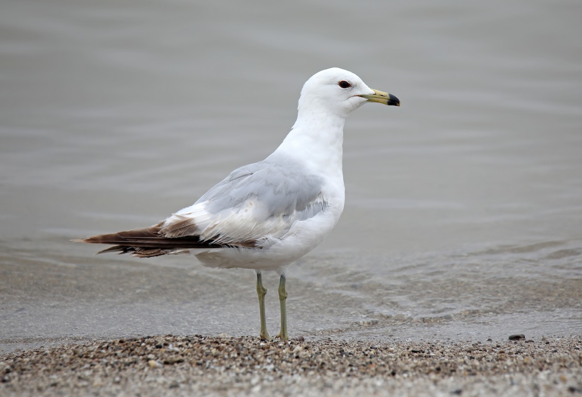 Ring-billed Gull - ML620508028