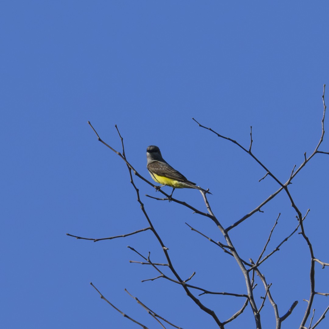 Western Kingbird - ML620508030