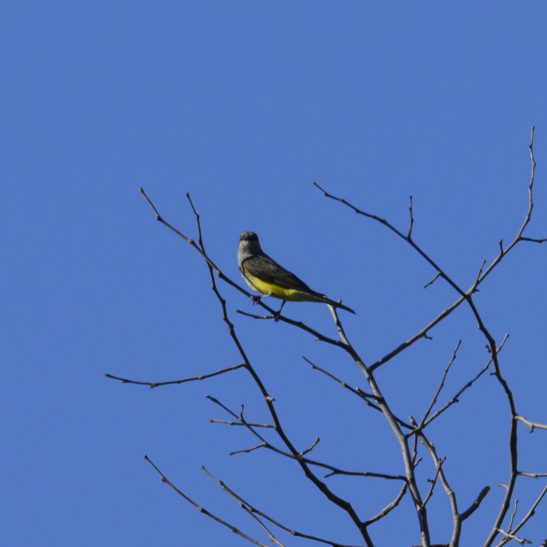 Western Kingbird - ML620508031