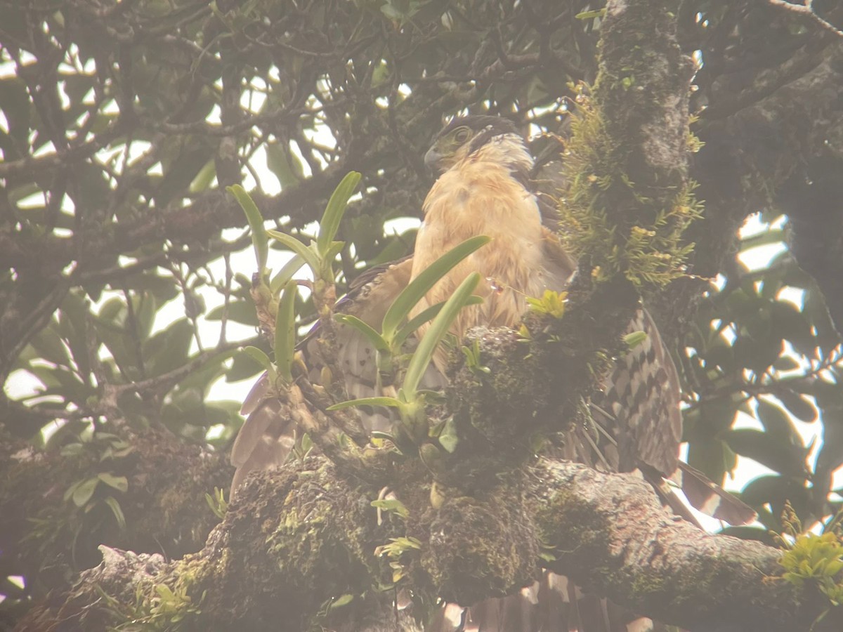 sokolec proměnlivý - ML620508032