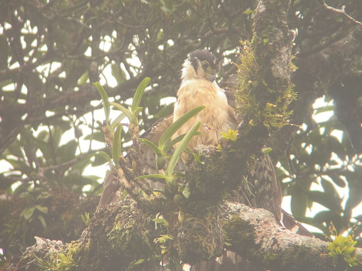 sokolec proměnlivý - ML620508033