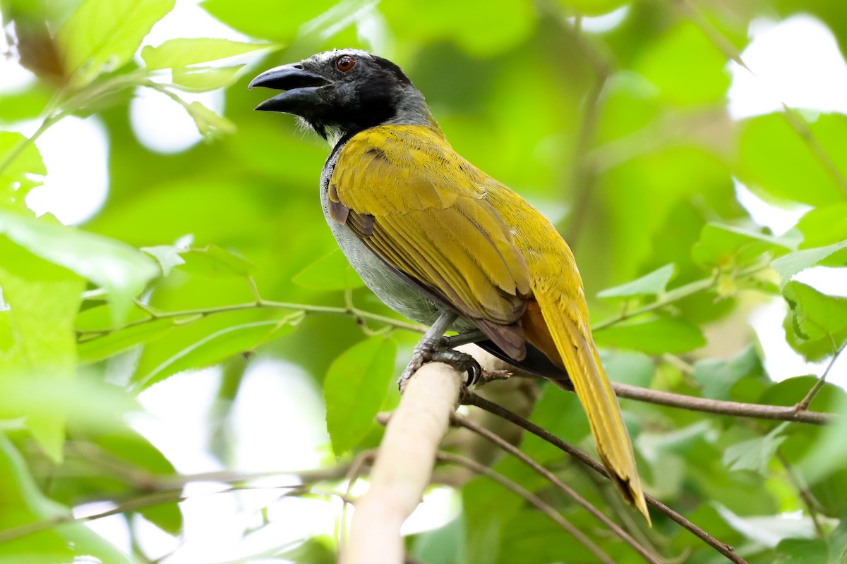 Black-headed Saltator - ML620508035