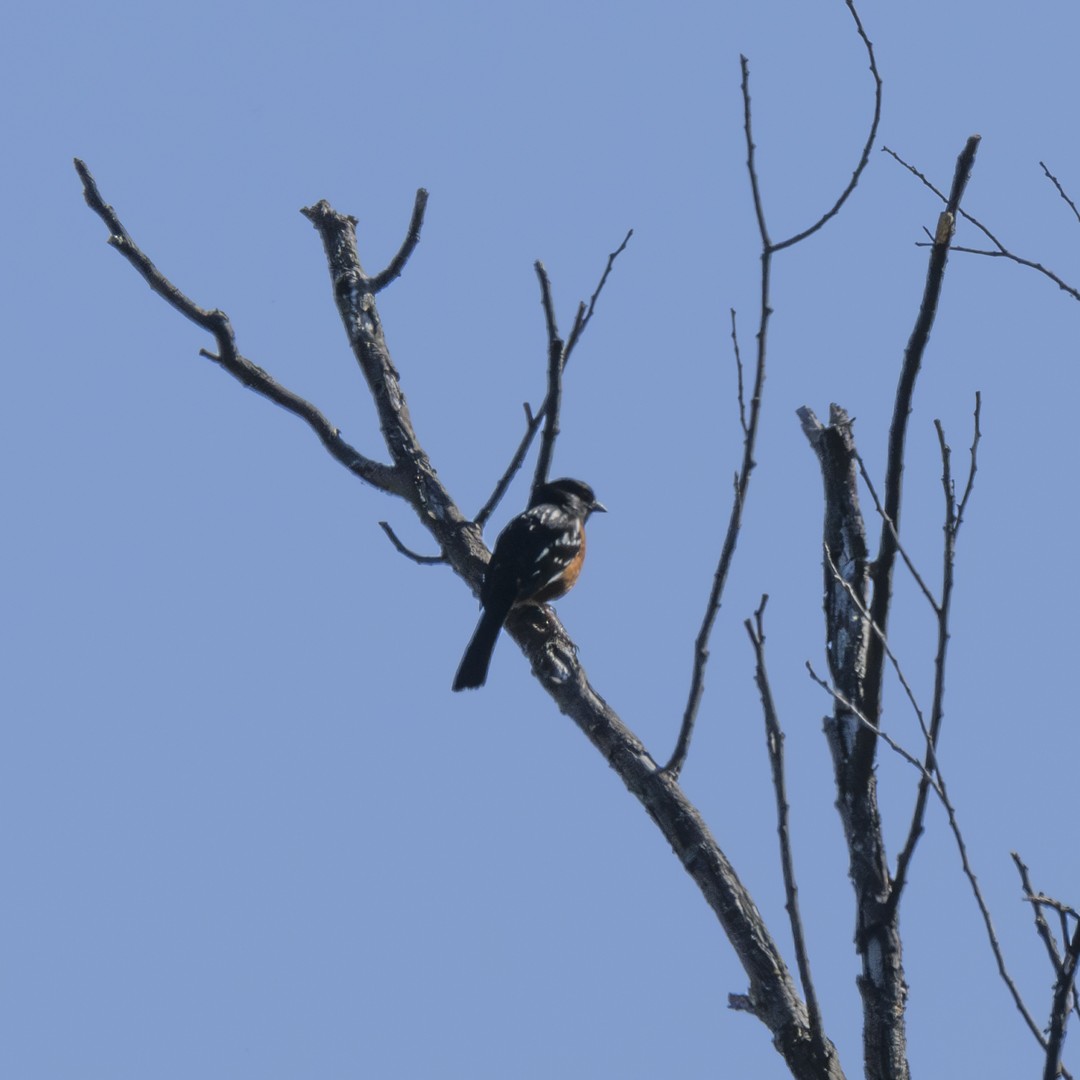 Spotted Towhee - ML620508041