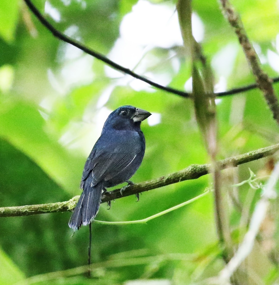 Blue-black Grosbeak - ML620508042