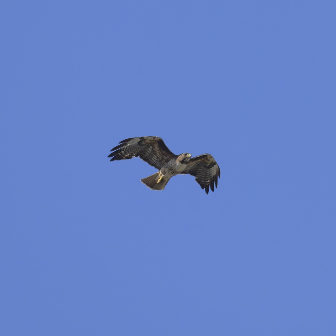 Red-tailed Hawk - ML620508044