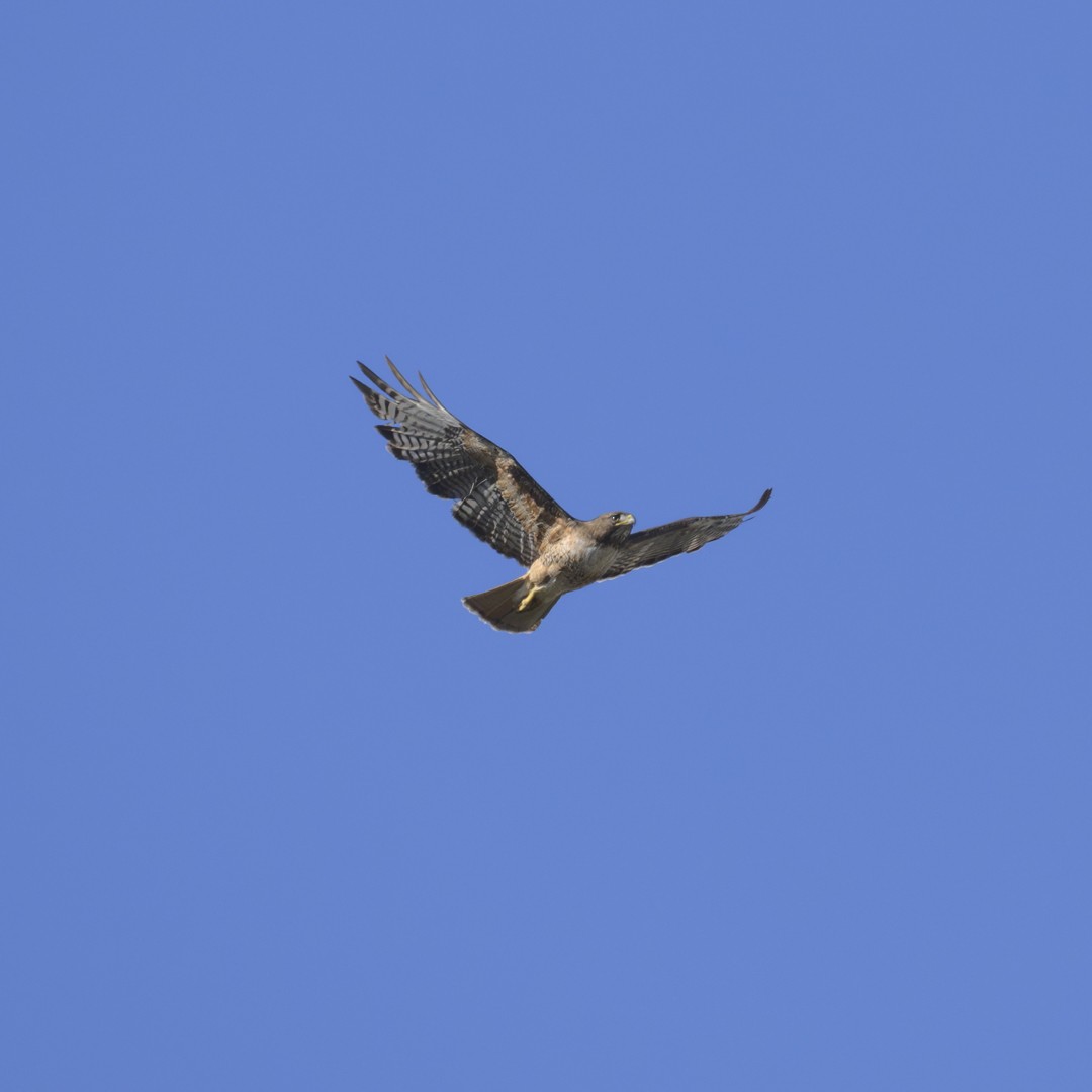 Red-tailed Hawk - ML620508045